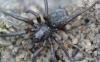 Gnaphosa sp.